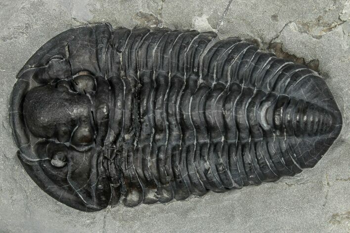 Calymene Niagarensis Trilobite Fossil - New York #357095